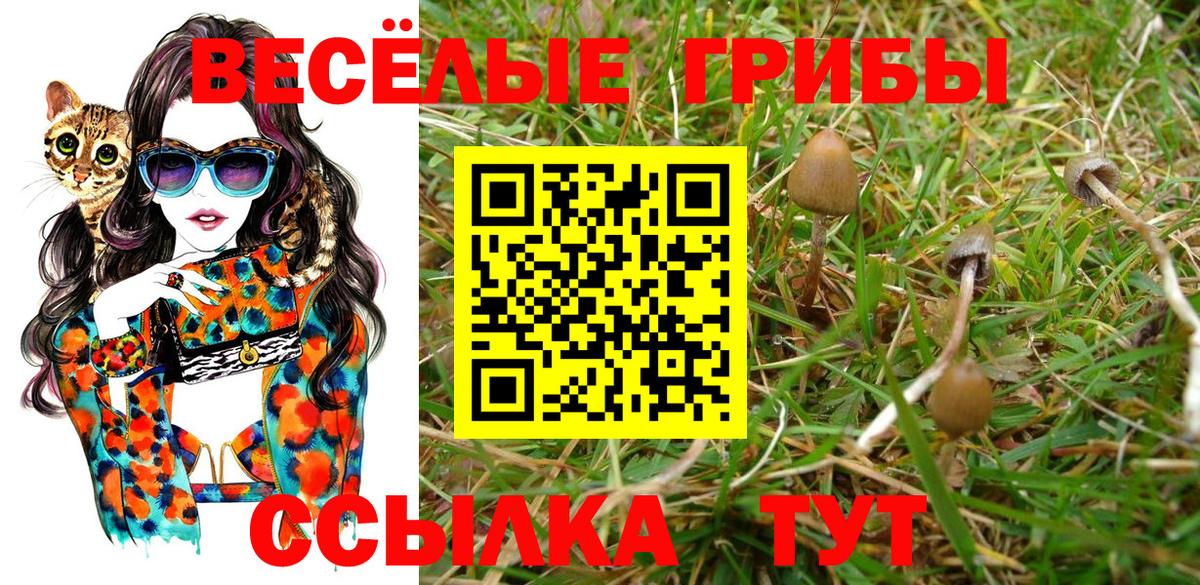 Псилоцибиновые грибы Cubensis Новомосковск